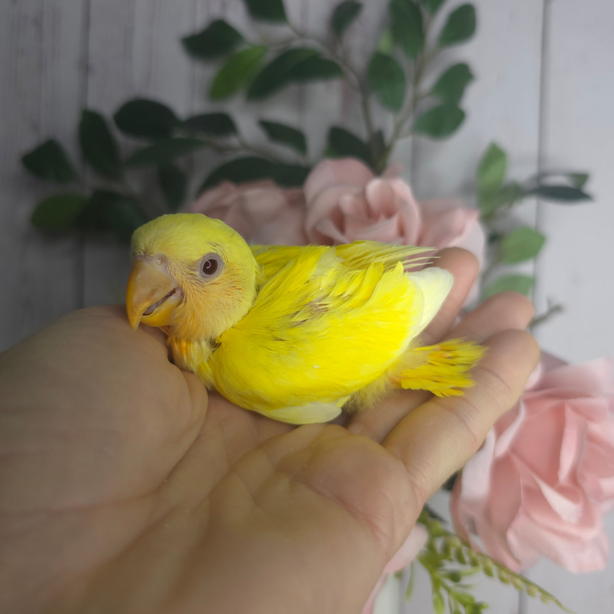 Lovebird- Ring ID: V7746- DEPOSIT TAKEN