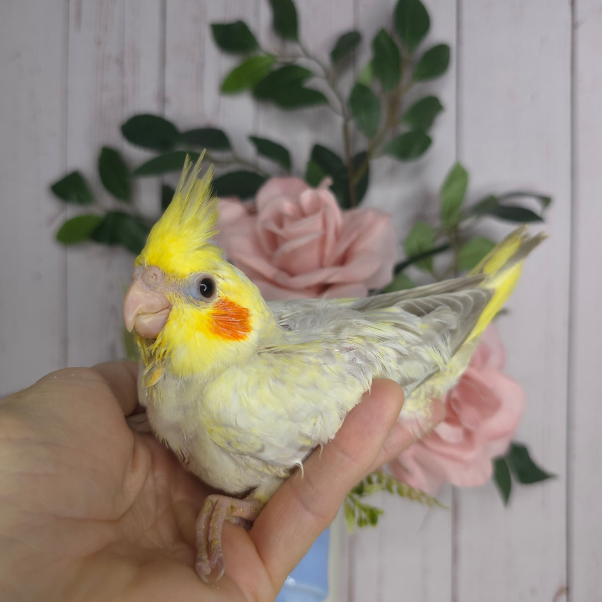 Cockatiel- Ring ID: X8006