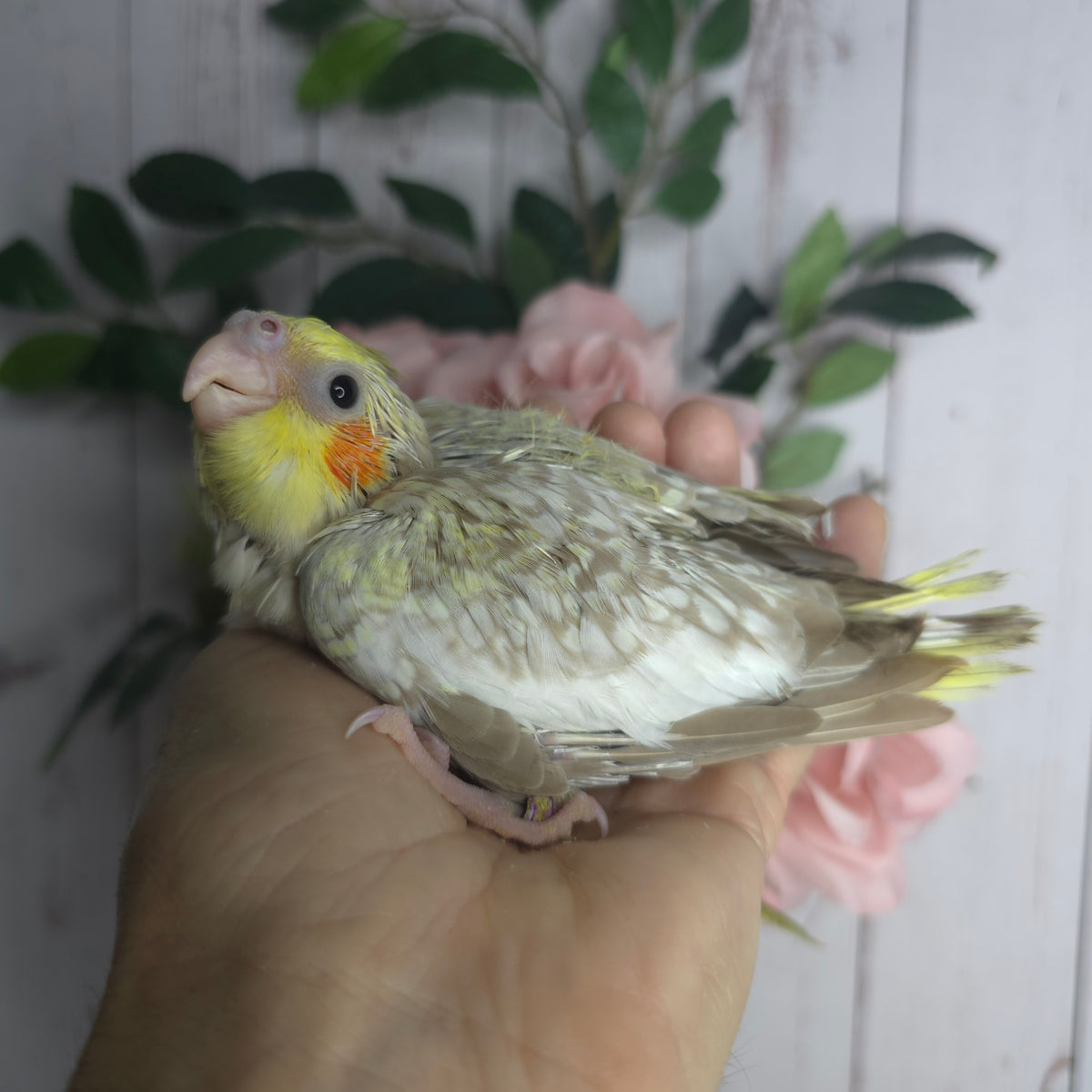 Cockatiel- Ring ID: B1832
