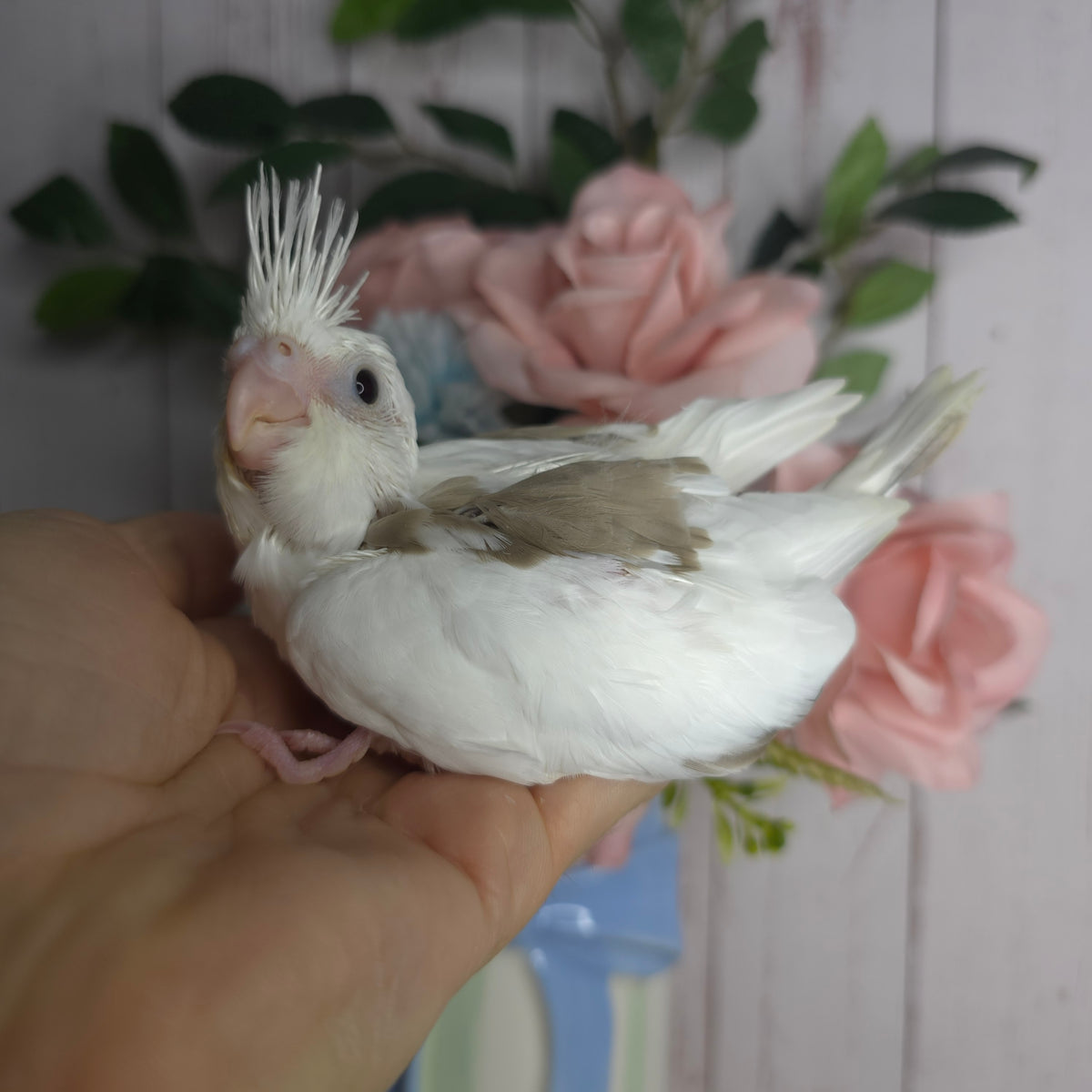 Cockatiel- Ring ID: B0673