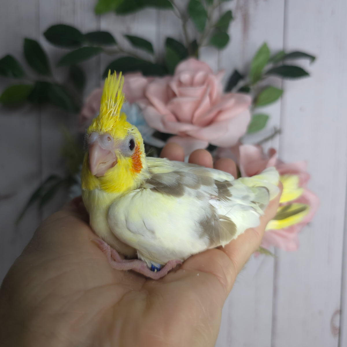 Cockatiel- Ring ID: P994