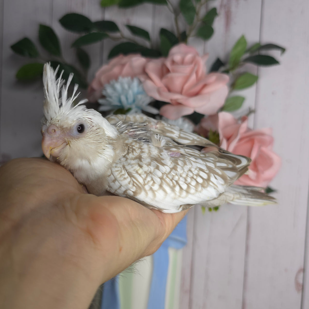 Cockatiel- Ring ID: J1591