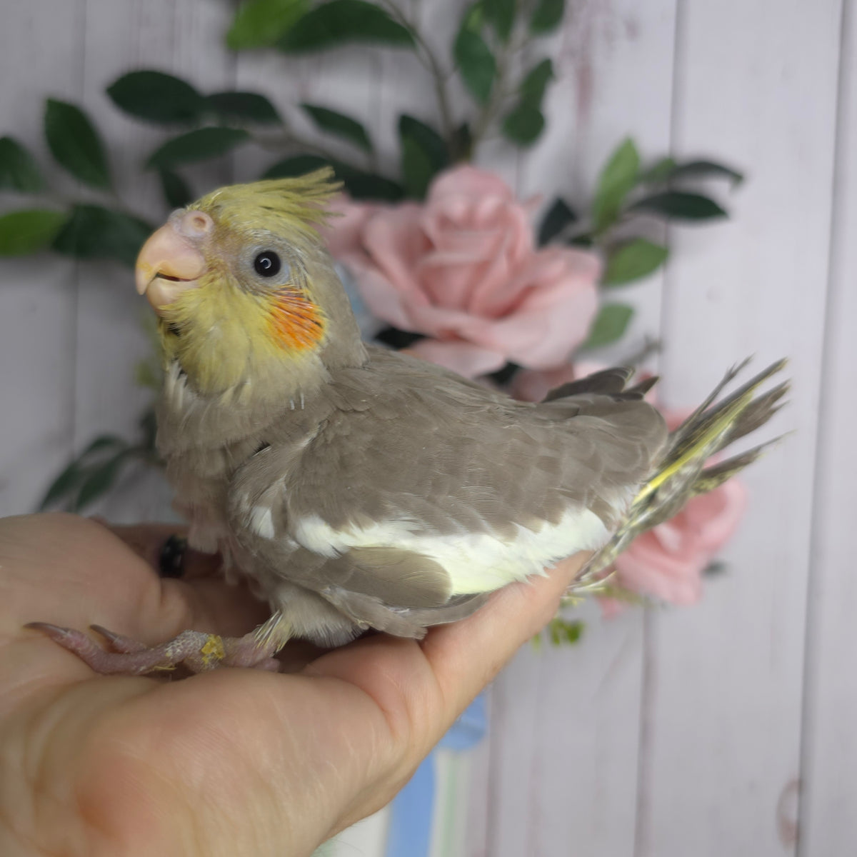 Cockatiel- Ring ID: X8028