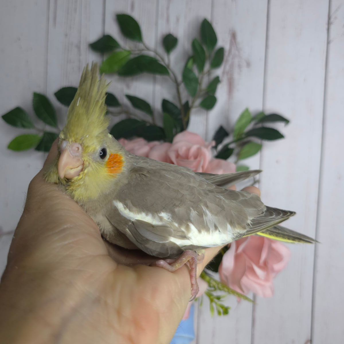 Cockatiel- Ring ID: X8024