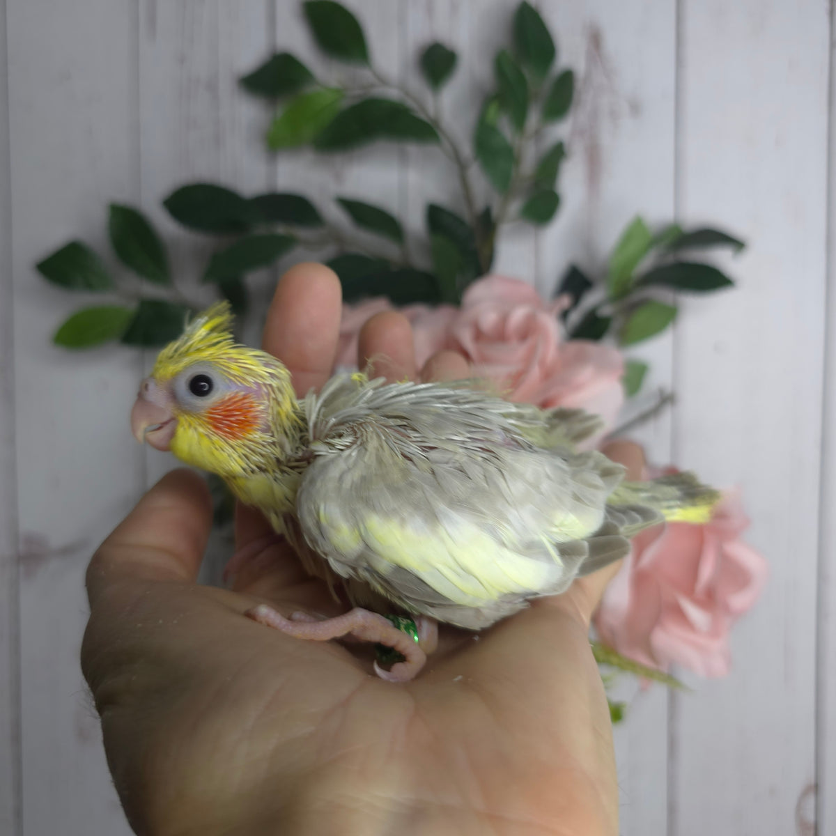 Cockatiel- Ring ID: P962