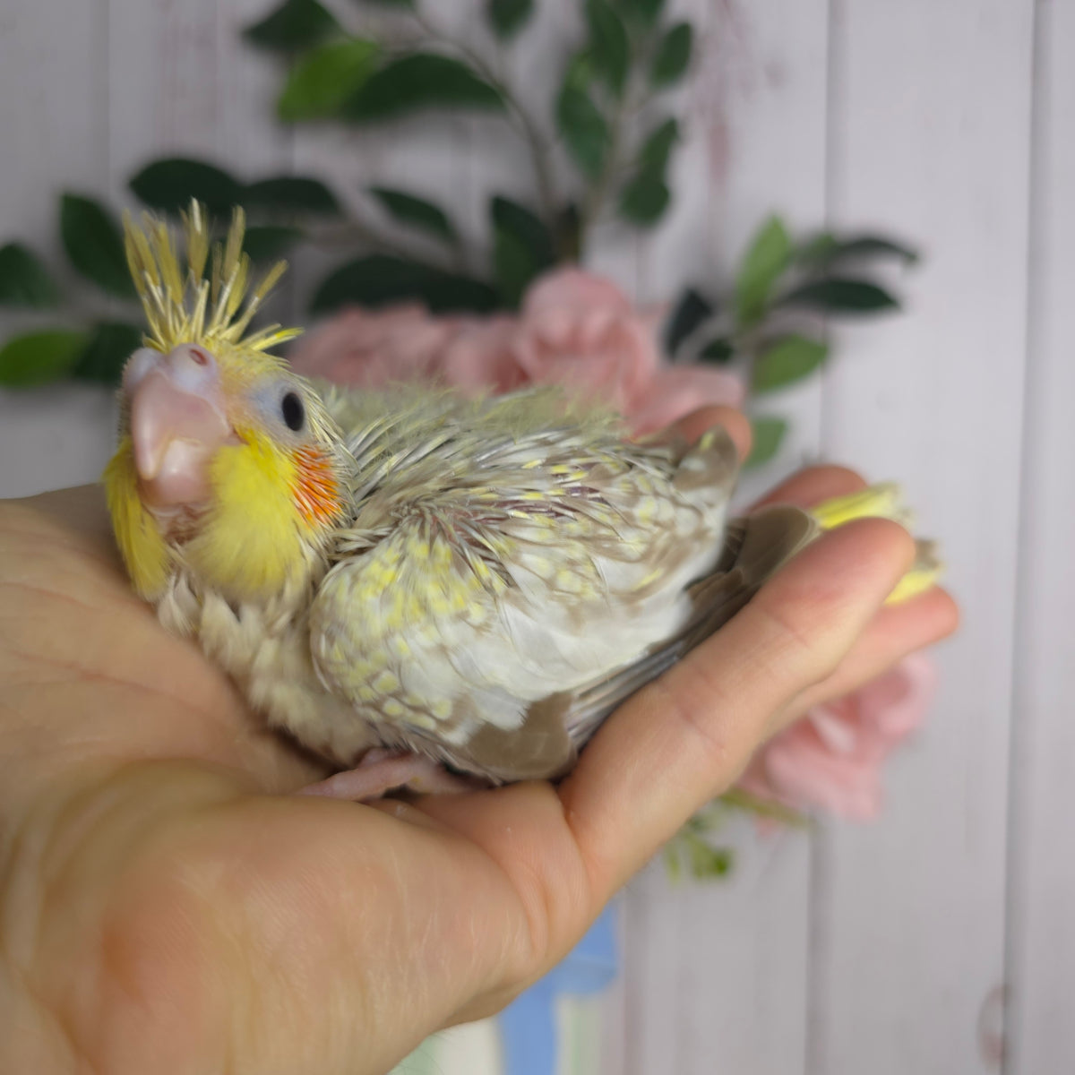 Cockatiel- Ring ID: P907
