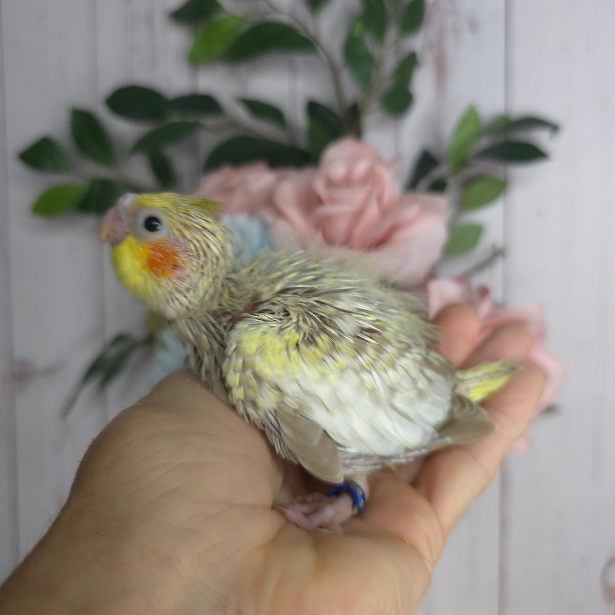 Cockatiel- Ring ID: P993