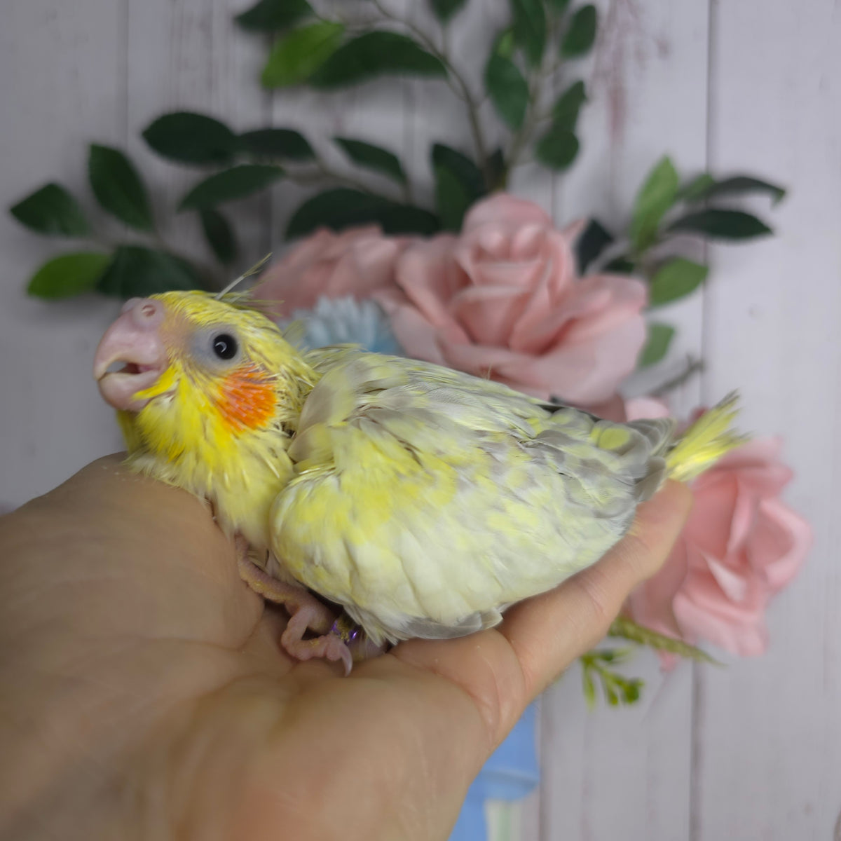 Cockatiel- Ring ID: P928