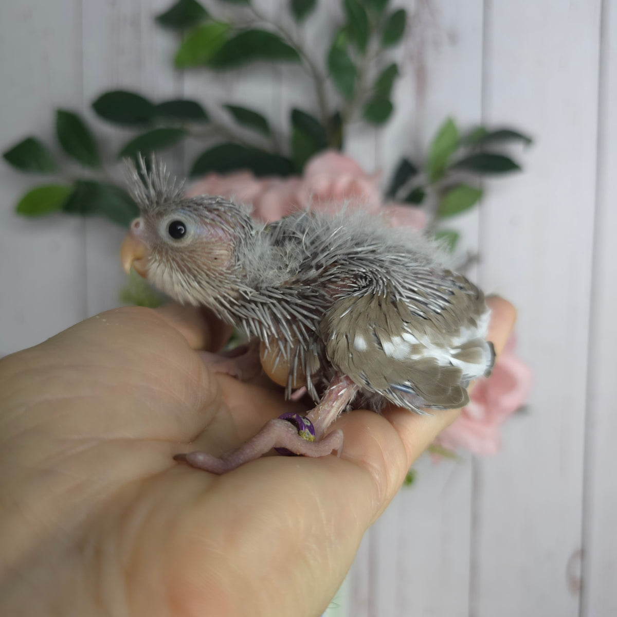 Cockatiel- Ring ID: B1284