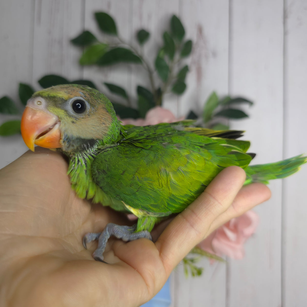 Moustache Parrot- Ring ID: 065