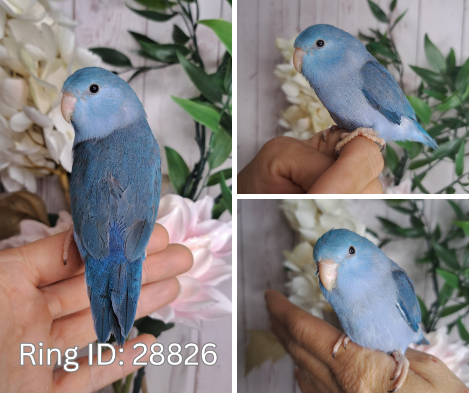 Parrotlet- Ring ID: 28826
