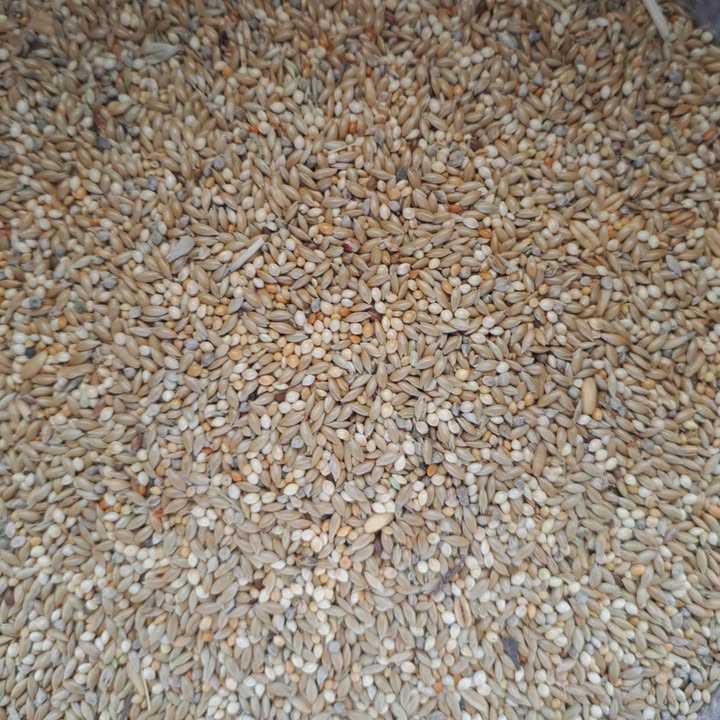 Avigrain Budgie Blue