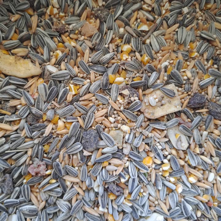 Avigrain Parrot Blue