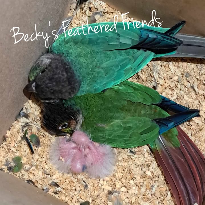 green cheek conure – Becky's Feathered Friends