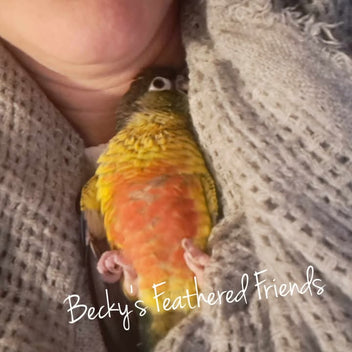 green cheek conure – Becky's Feathered Friends