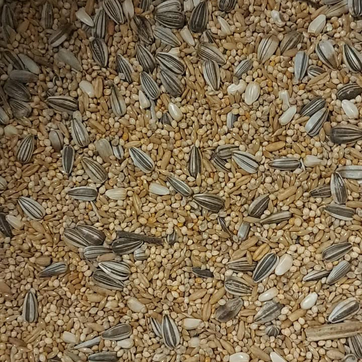 Avigrain Cockatiel Blue