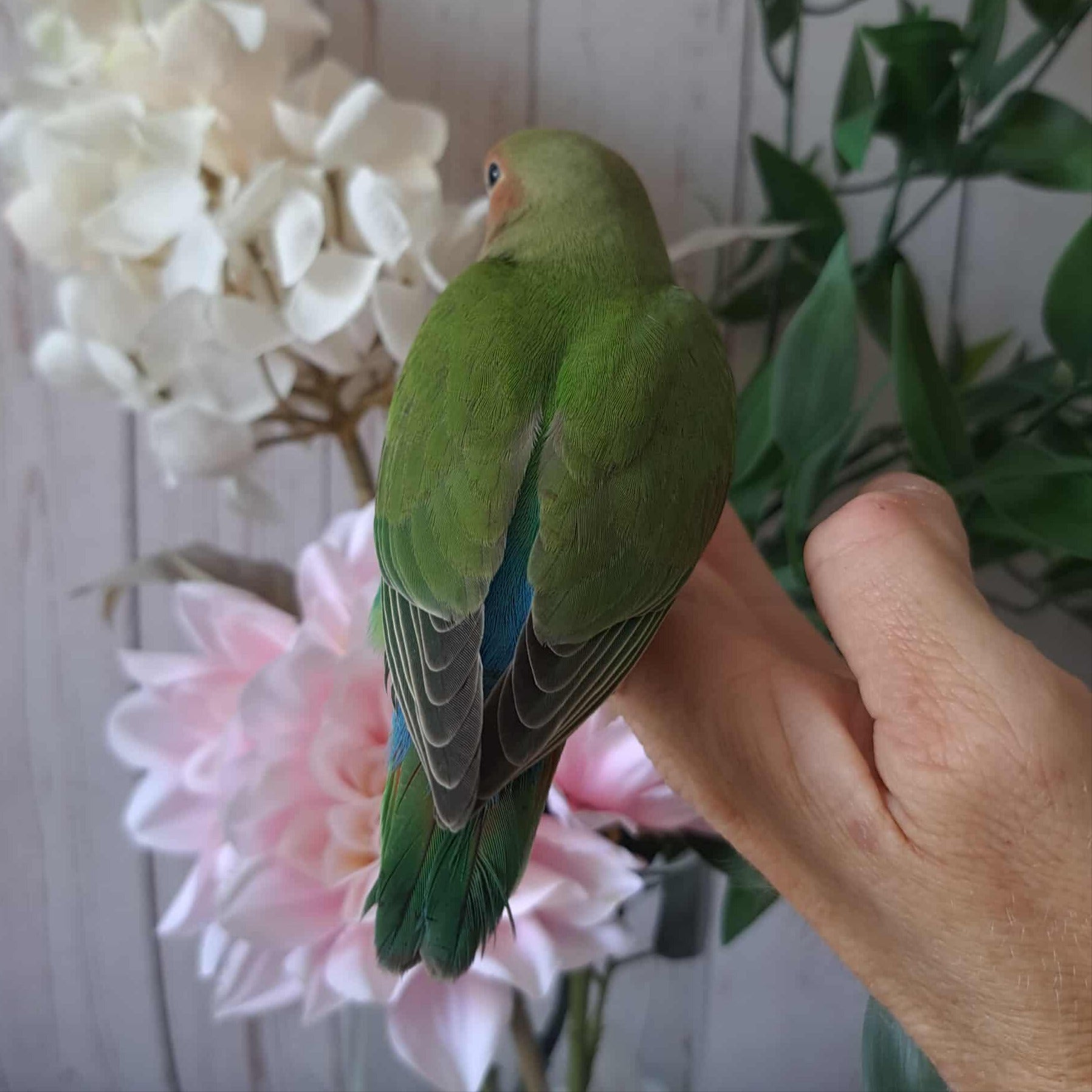 Lovebird- Ring ID: H8068- Deposit made