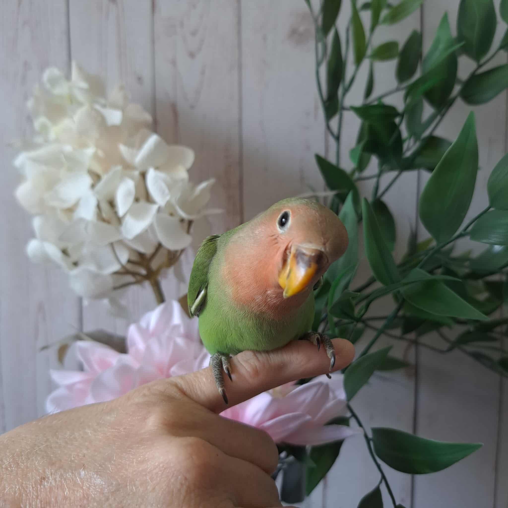 Lovebird- Ring ID: H8068- Deposit made