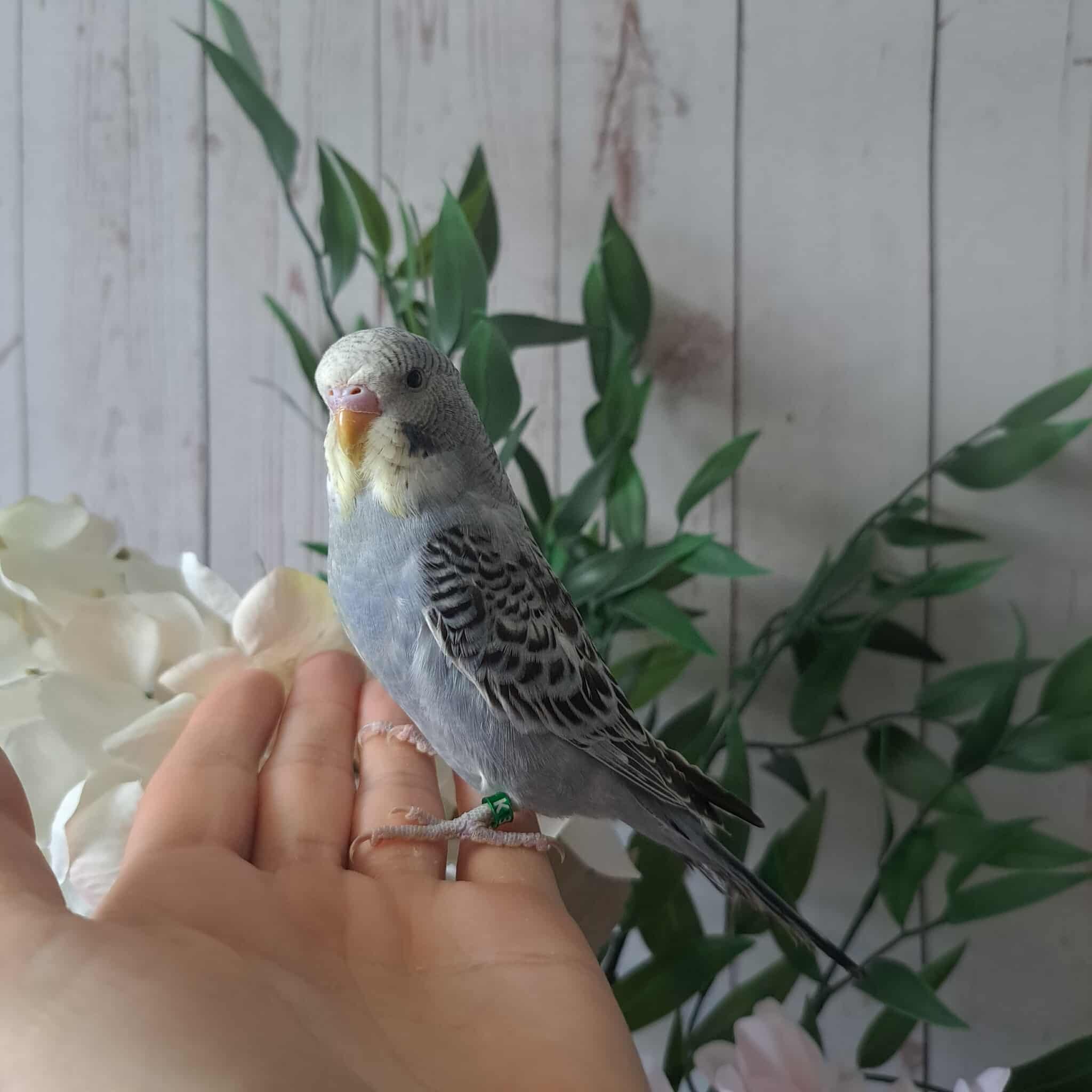 Budgie- Ring ID: K3166