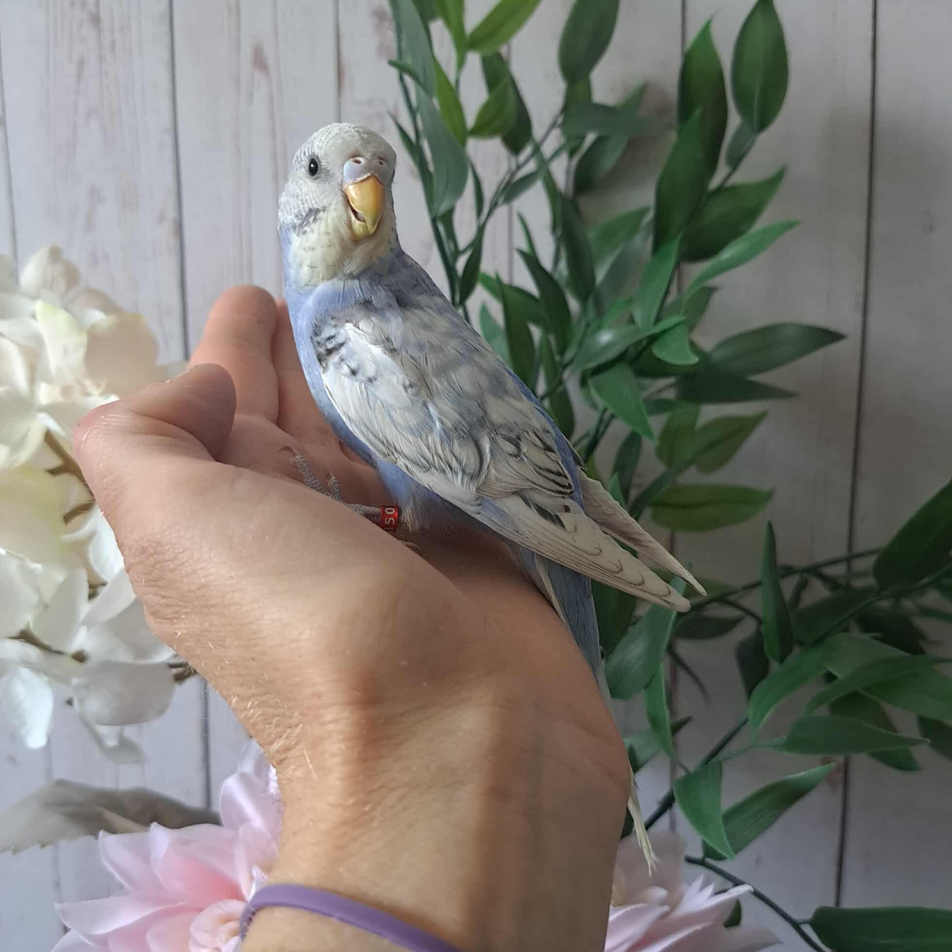 Budgie- Ring ID: D2350