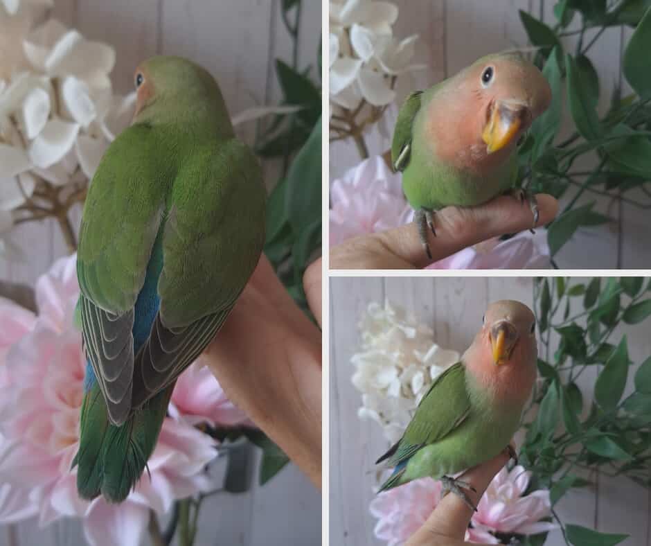 Lovebird- Ring ID: H8068- Deposit made