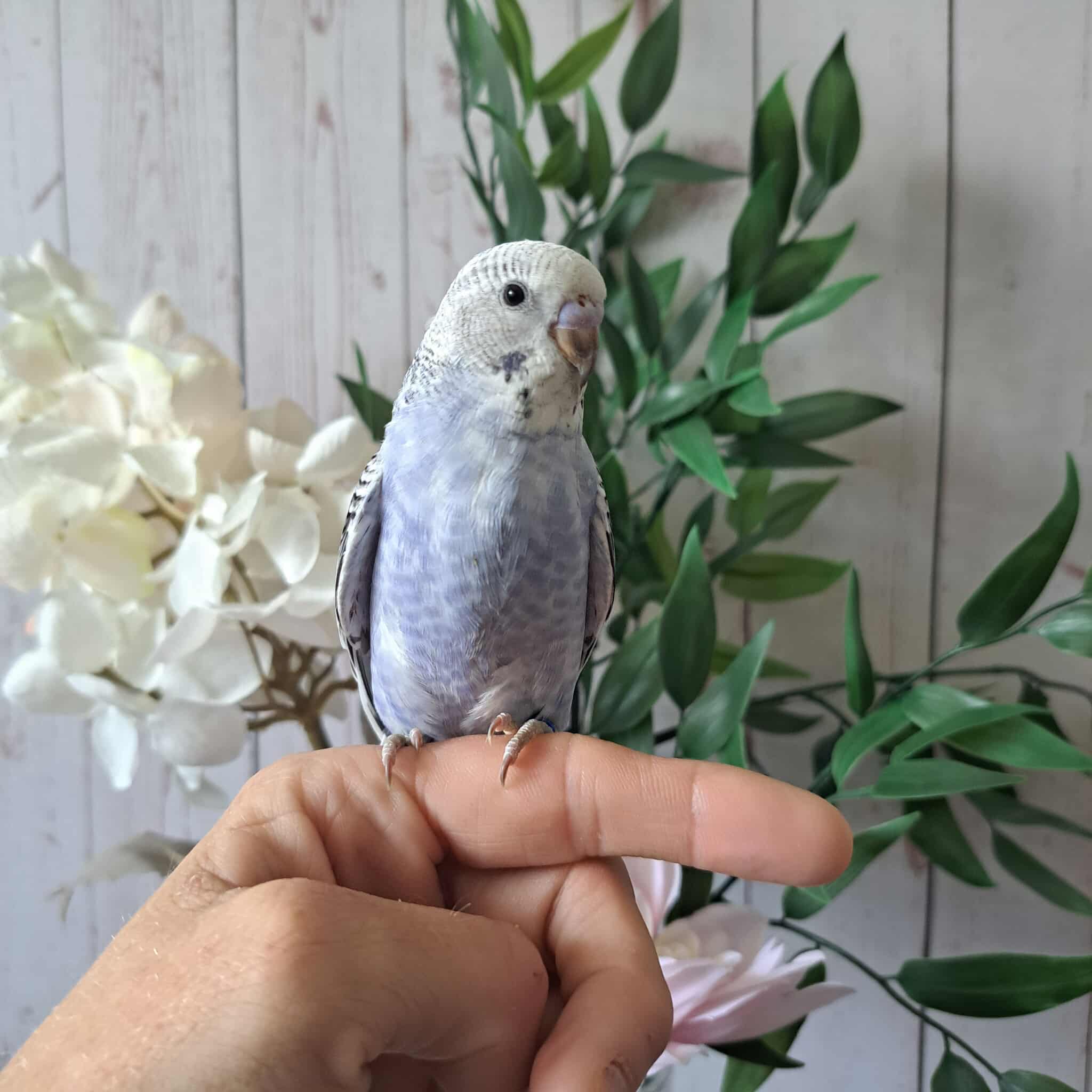 Budgie- Ring ID: D2350