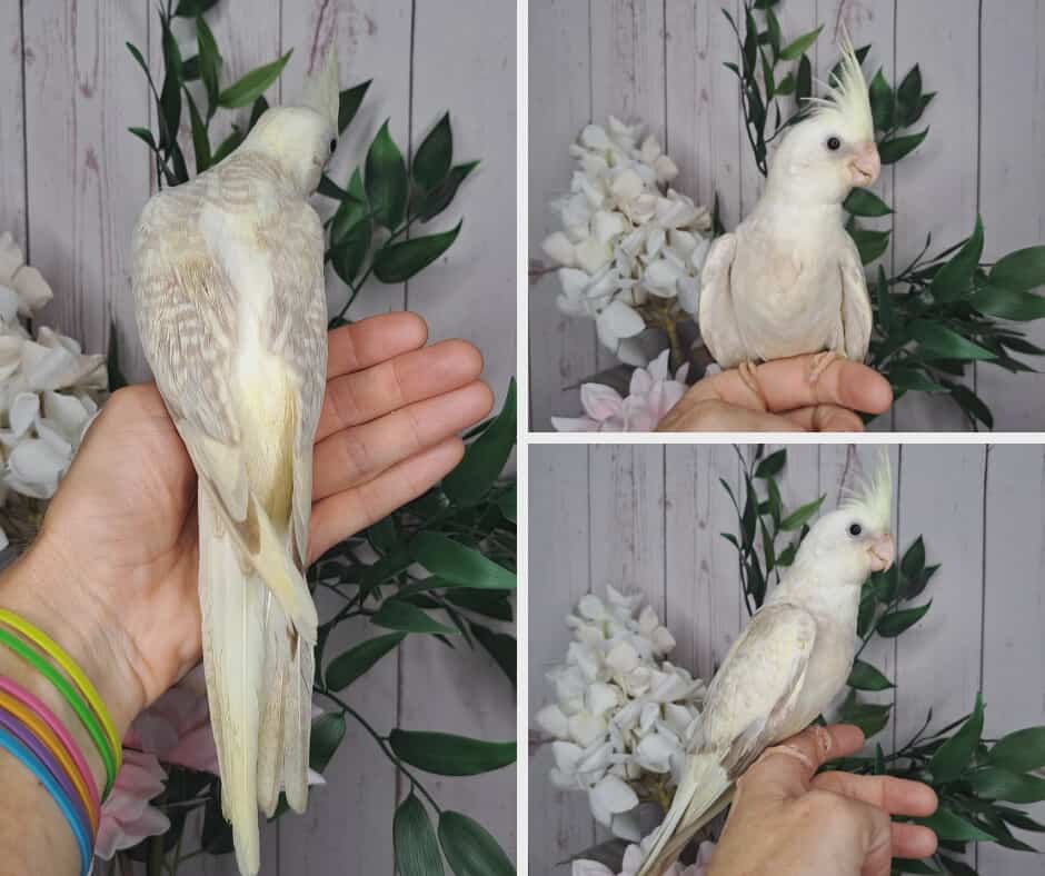 Cockatiel- Ring ID: S2111- Deposit made