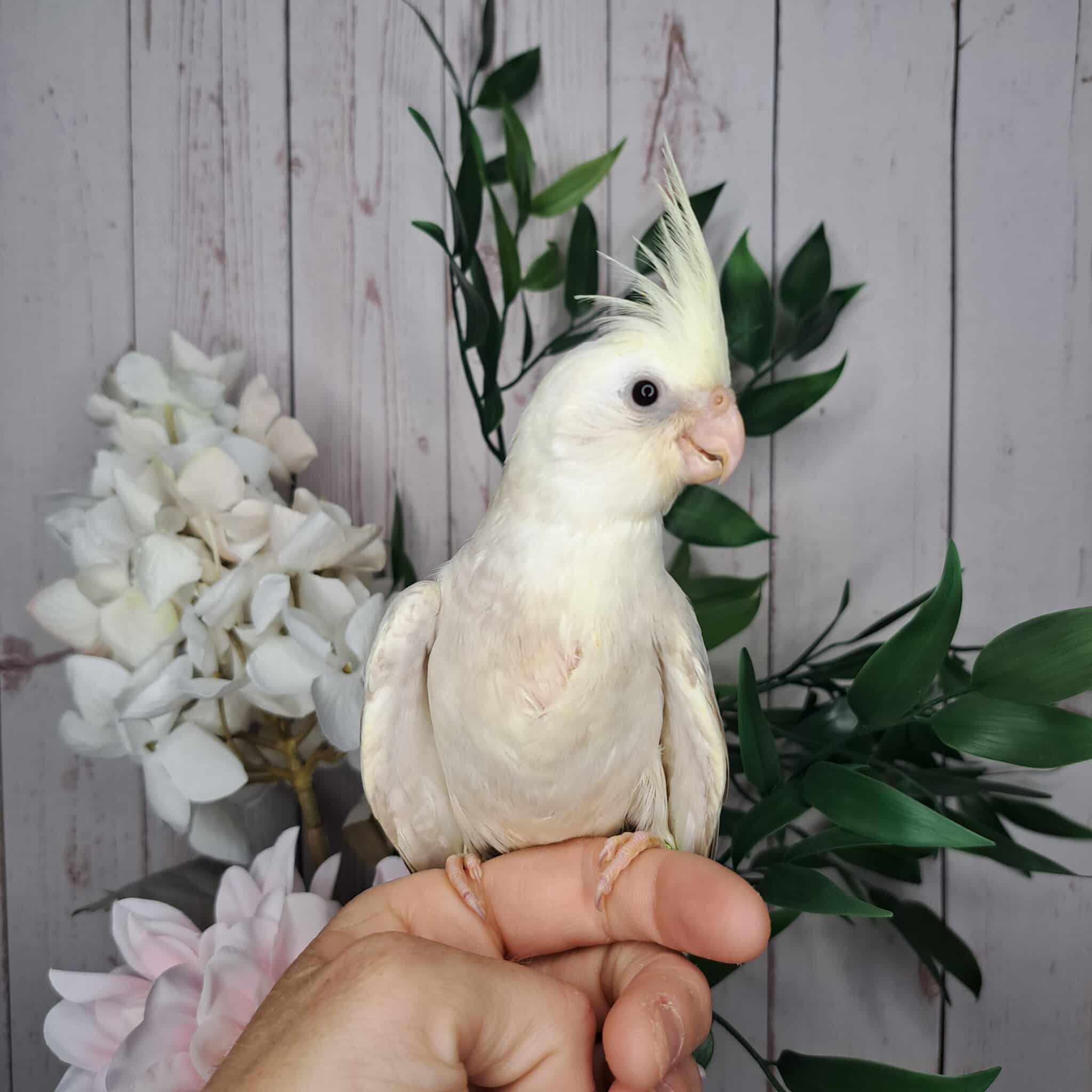 Cockatiel- Ring ID: S2111- Deposit made