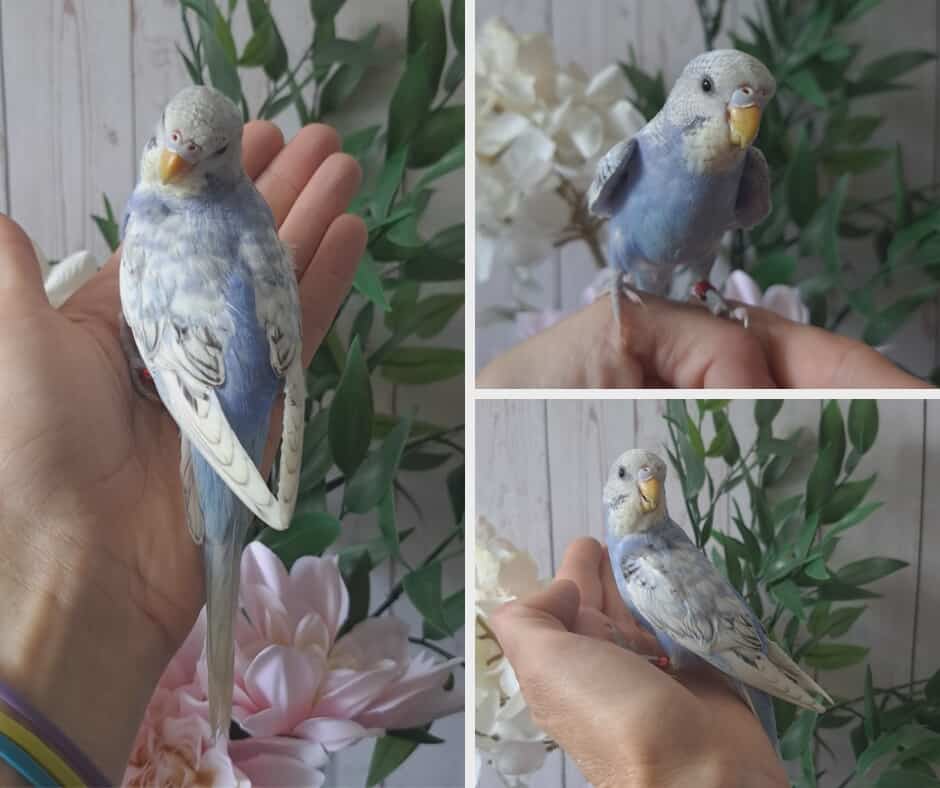 Budgie- Ring ID: D2350