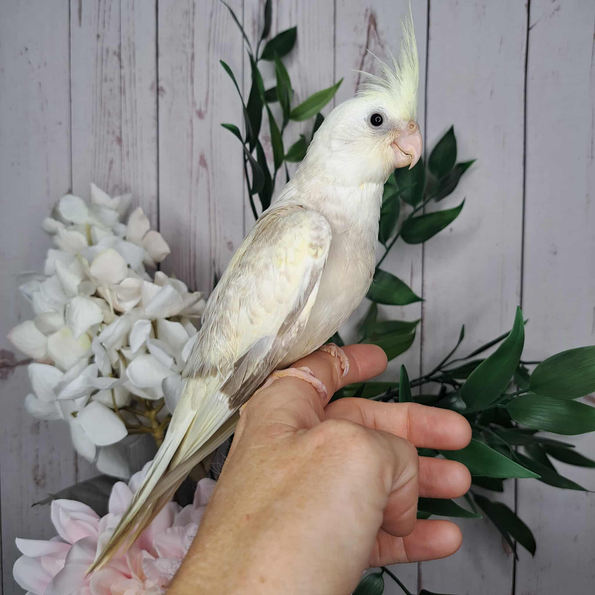 Cockatiel- Ring ID: S2111- Deposit made