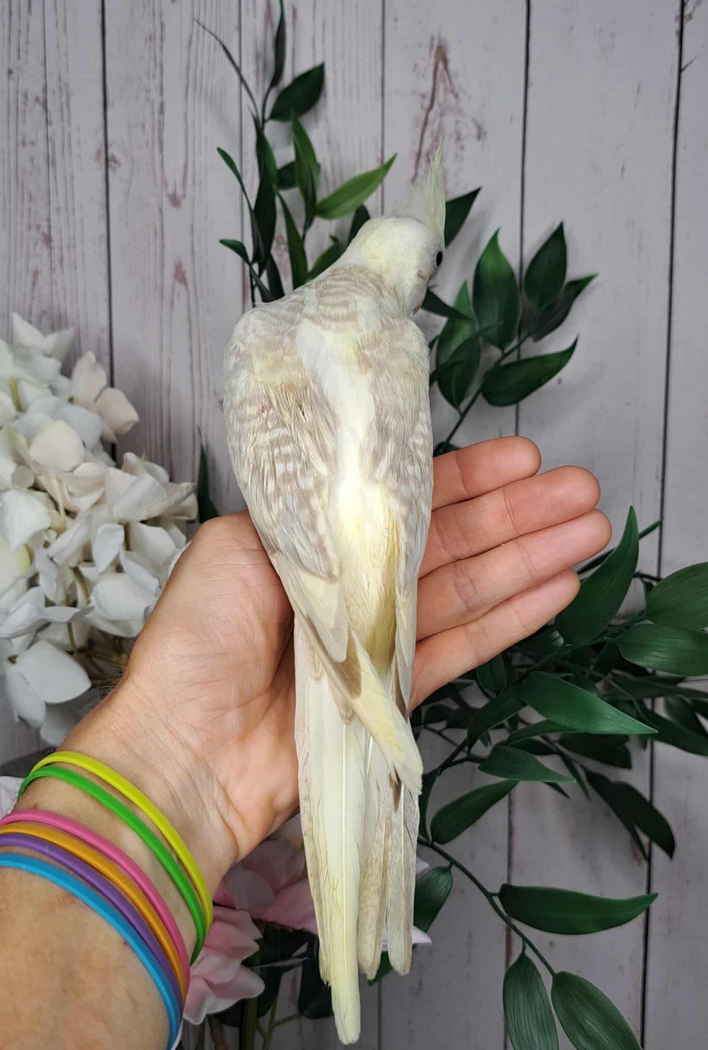 Cockatiel- Ring ID: S2111- Deposit made