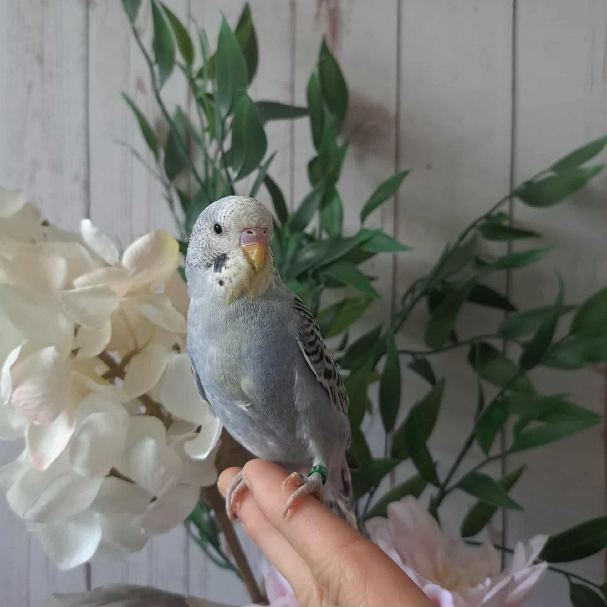 Budgie- Ring ID: K3166