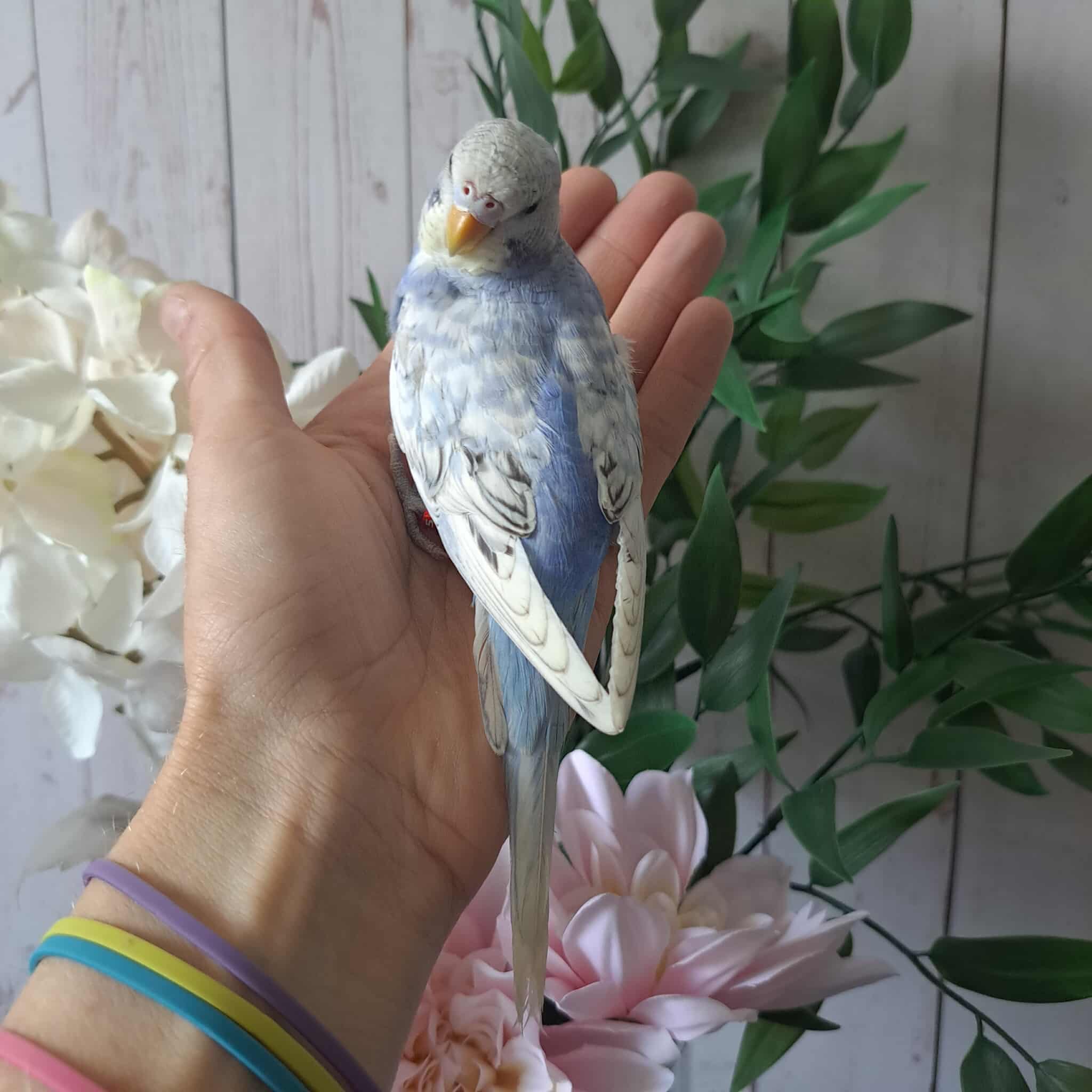 Budgie- Ring ID: D2350