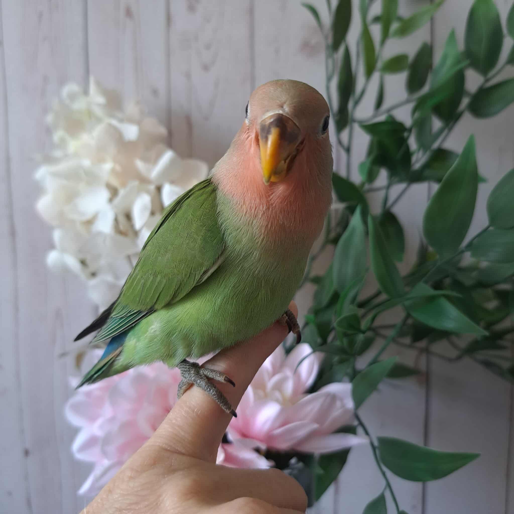 Lovebird- Ring ID: H8068- Deposit made