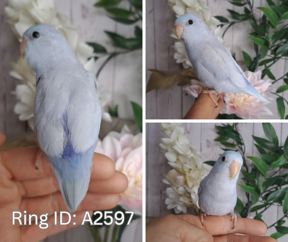 Parrotlet- Ring ID: A2597