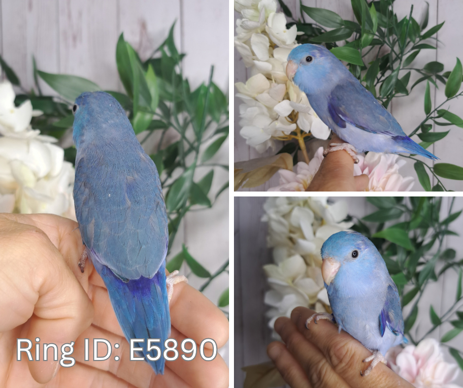 Parrotlet- Ring ID: E5890
