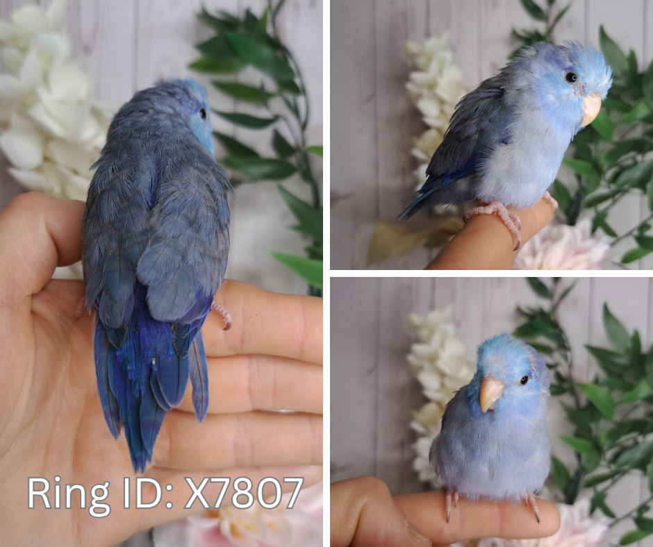 Parrotlet- Ring ID: X7807