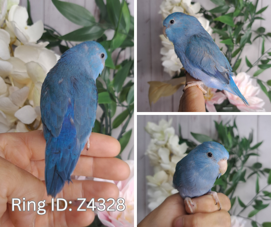 Parrotlet- Ring ID: Z4328