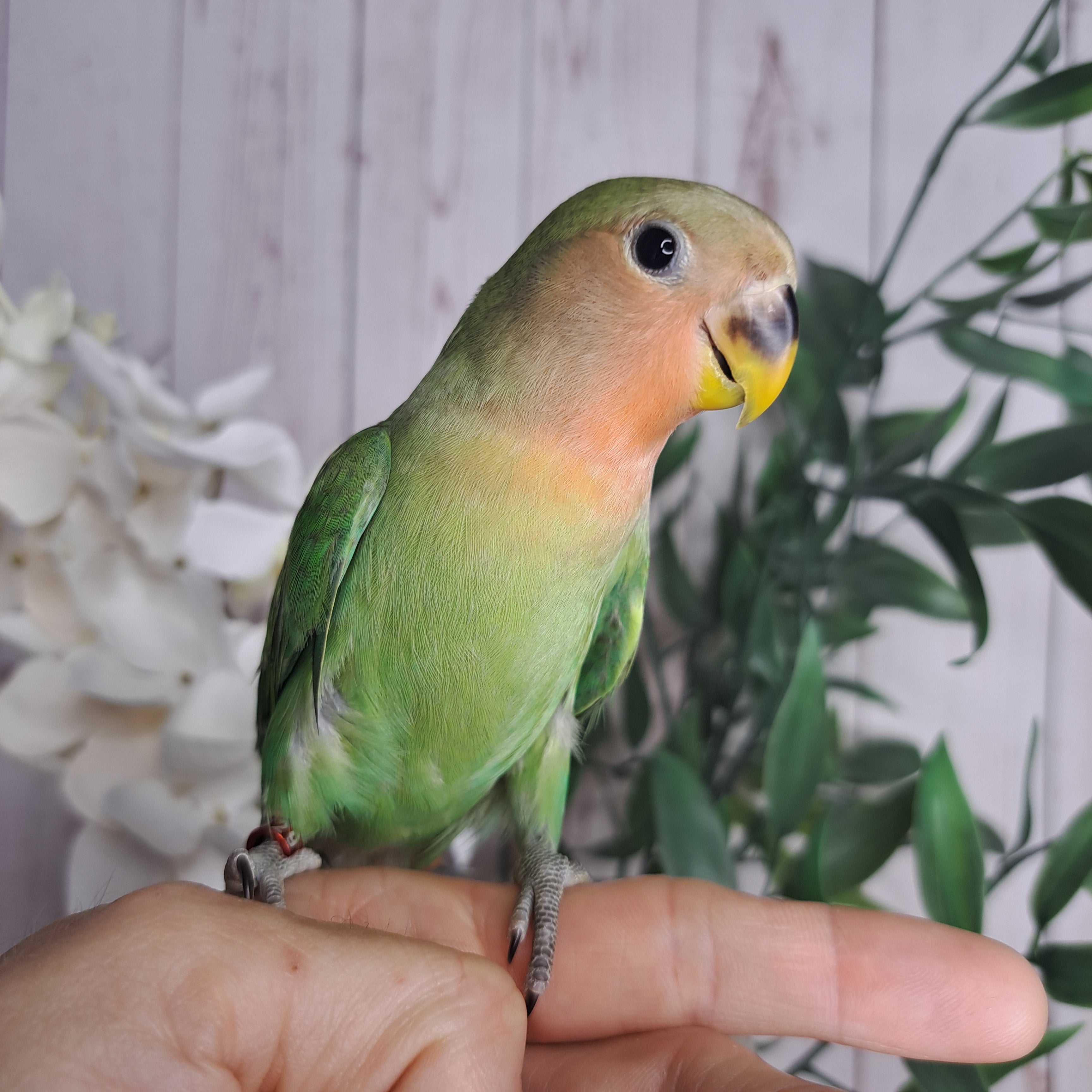 Lovebird- Ring ID: W3929