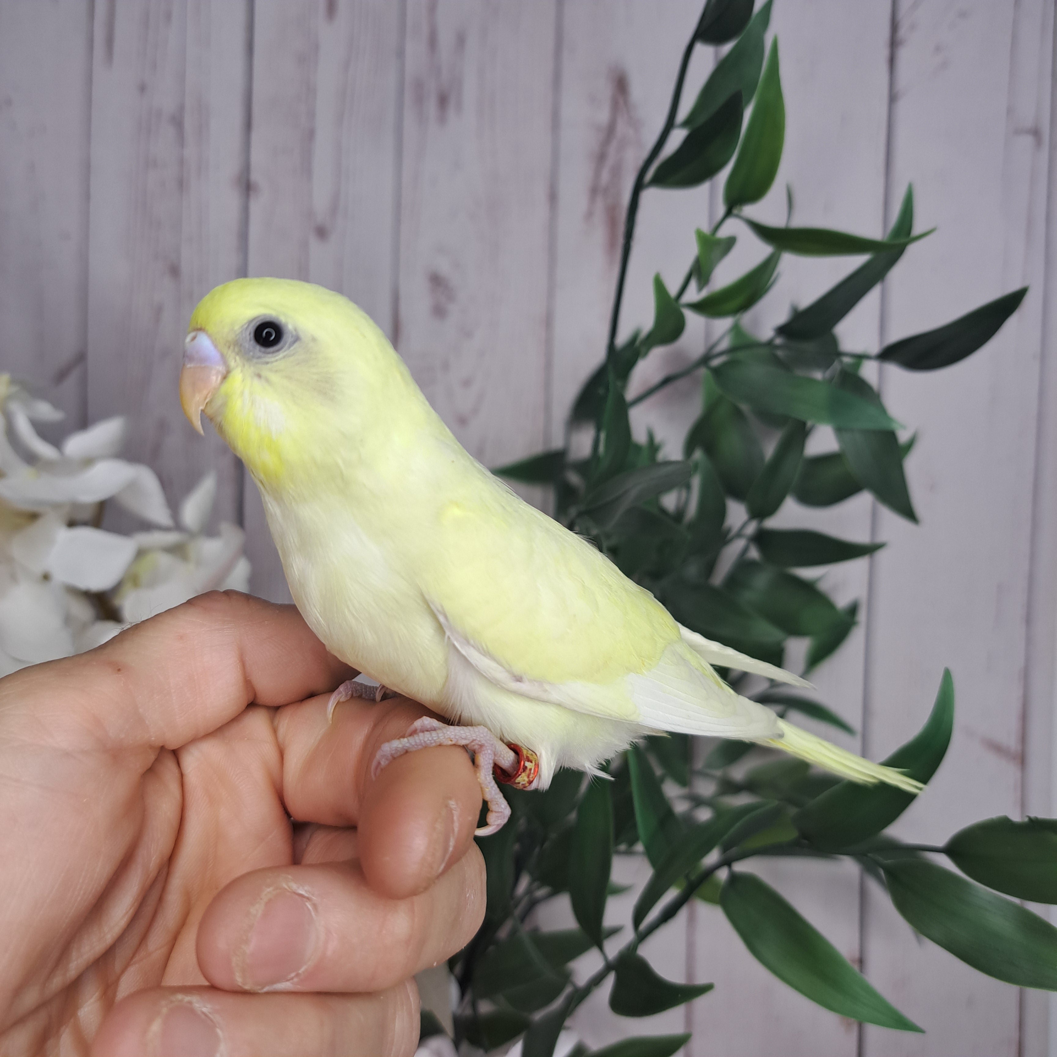 Budgie- Ring ID: T3767
