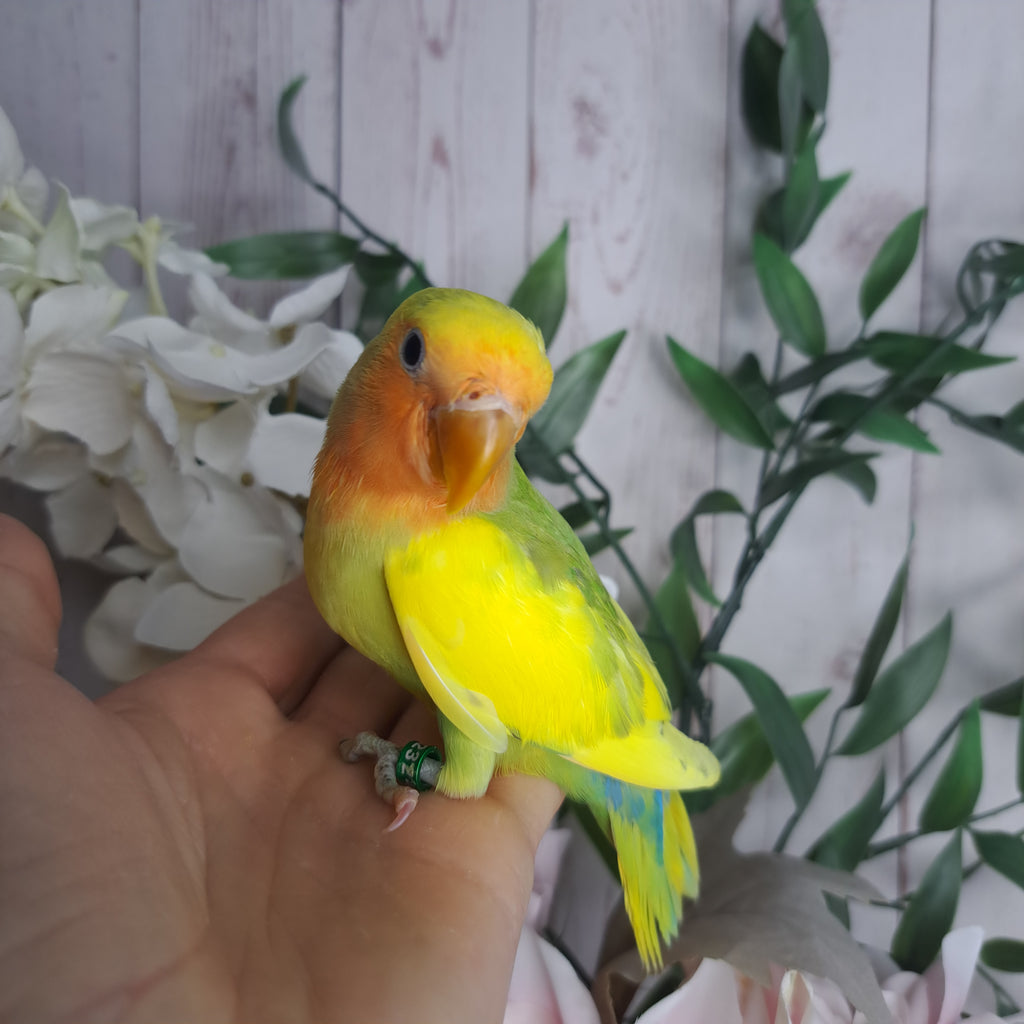 Lovebird- Ring ID:Z2324