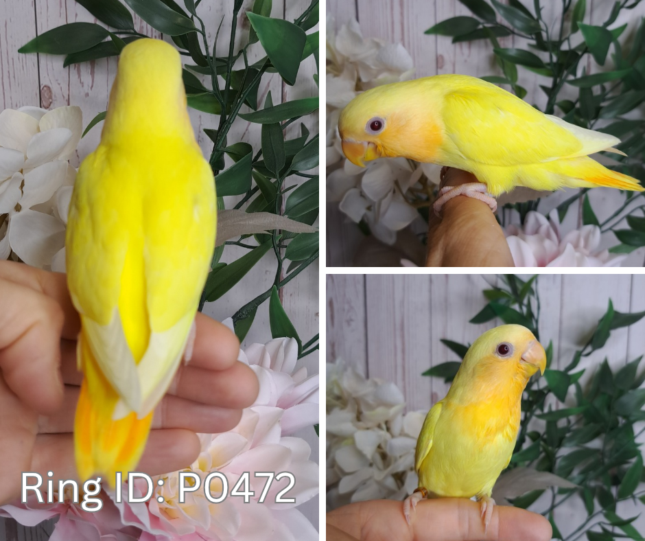 Lovebird- Ring ID: P0472 - Deposit Taken