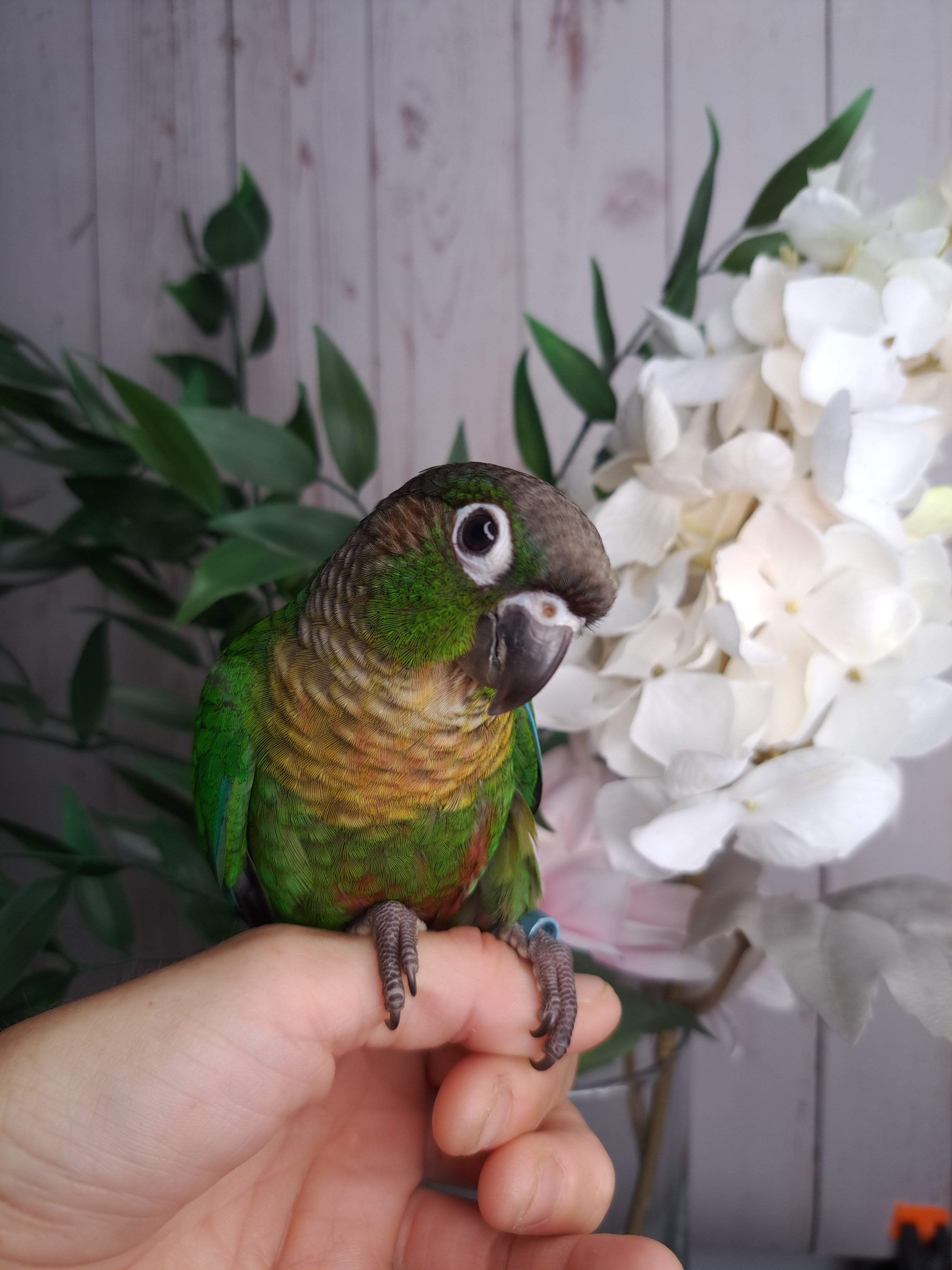 Green Cheek Conure- Ring ID: 337