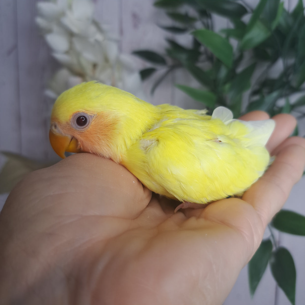 Lovebird- Ring ID: V7110