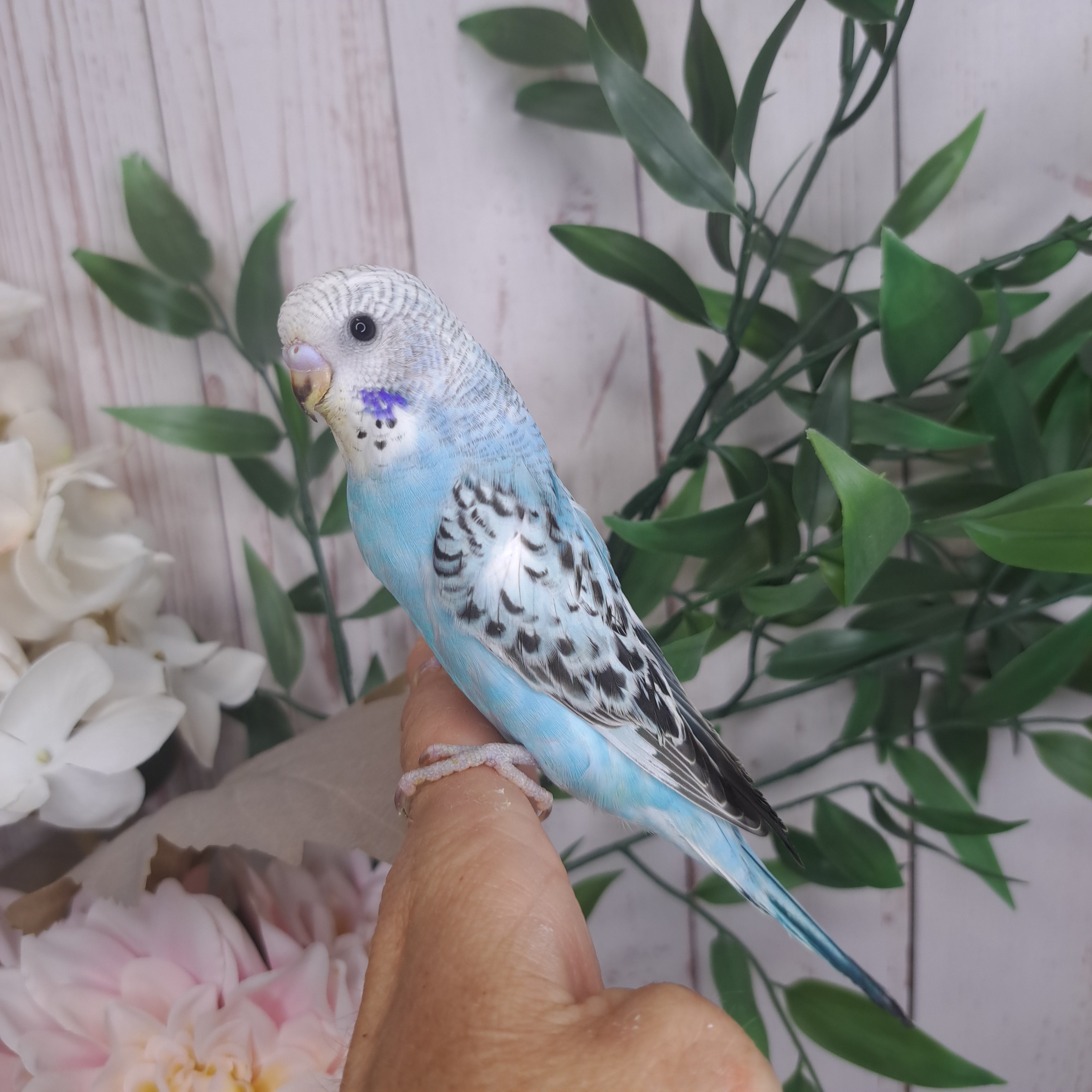 Budgie- Ring ID: S1760