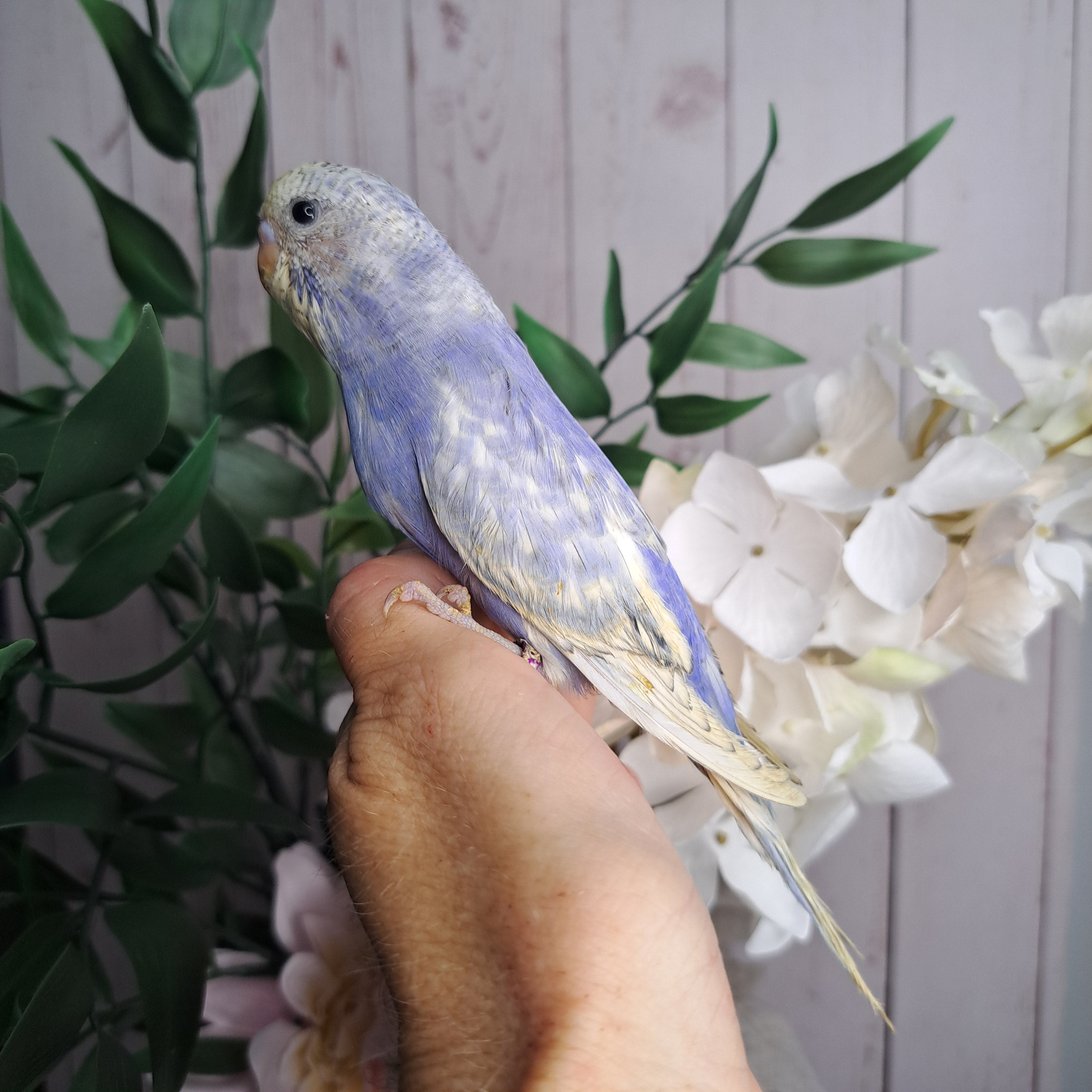 Budgie- Ring ID: F9505