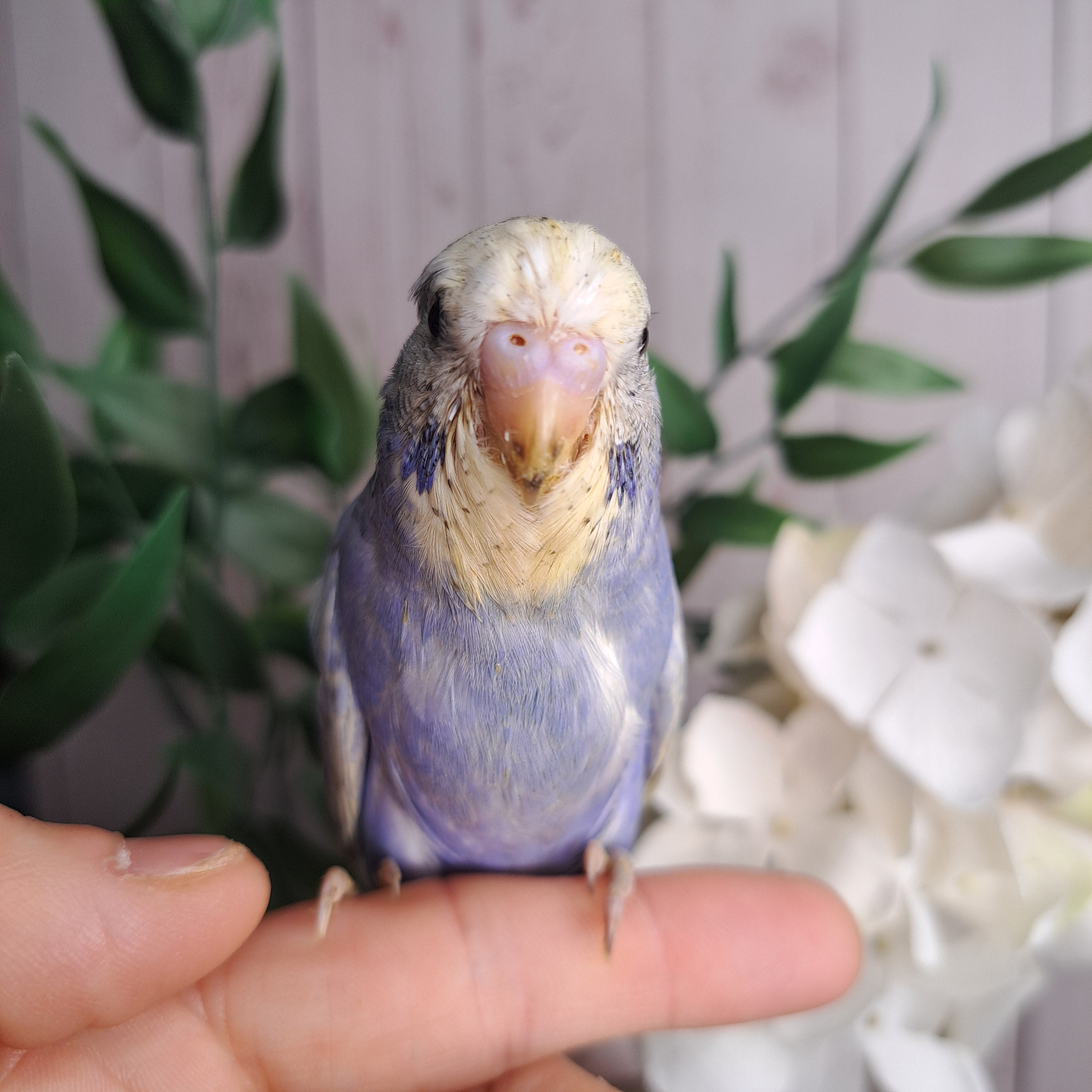 Budgie- Ring ID: F9505