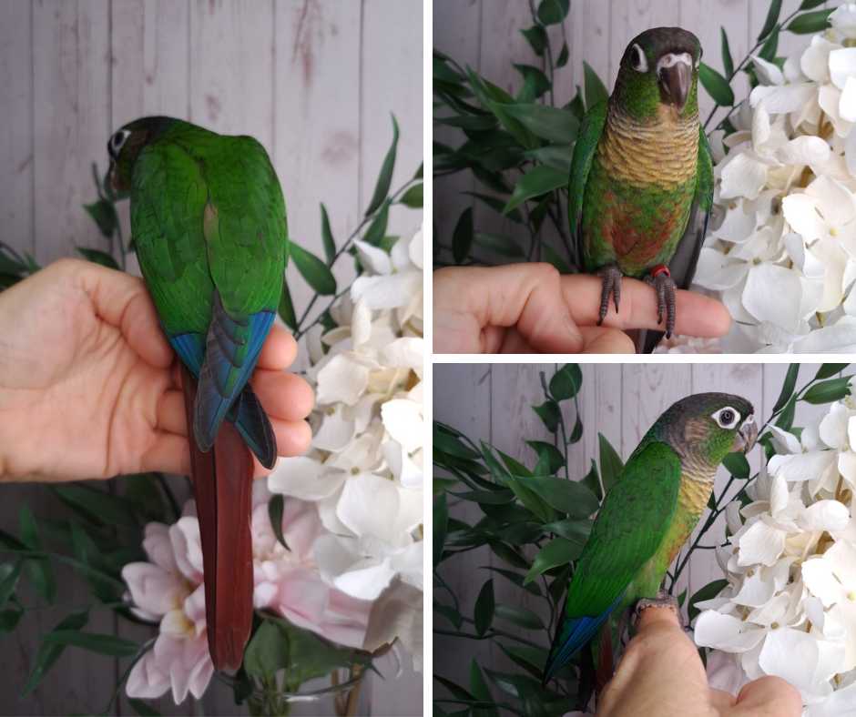 Green Cheek Conure- Ring ID: 291