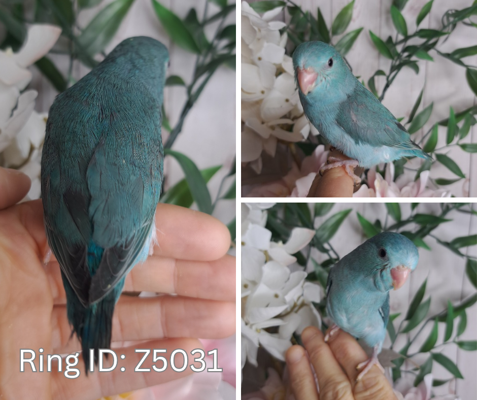 Parrotlet- Ring ID: Z5031