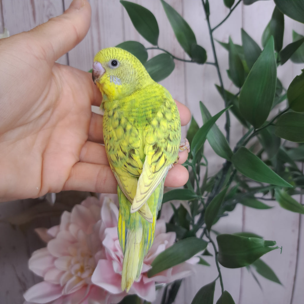 Budgie- Ring ID: X8943